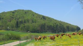 Beweidung zum Erhalt von Wiesen und landschaftlichen Vielfalt